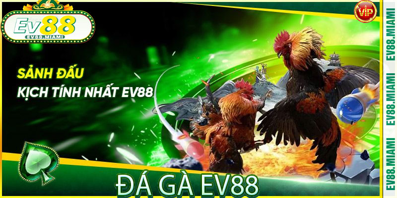 Đá Gà EV88: Thế Giới Đá Gà Nổi Bật